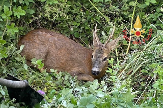 Acqui Terme - Capriolo ferito sulla SS.30: Polizia e veterinari lo salvano dal rischio incidenti