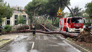 Alessandria - Albero crolla su due auto in via Monteverde: nessun ferito
