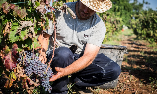 Vendemmia 2025 - Si prevede un’ottima annata con uve di qualità, ma Coldiretti lancia l’allarme dazi USA