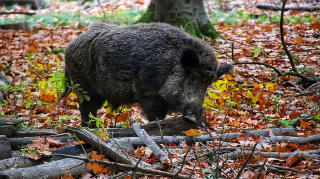 Peste suina africana, nuovi casi in Liguria e Piemonte